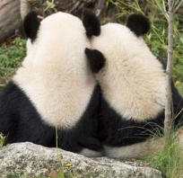 panda, misie, zwierzęta, natura, przyroda, miłość, urocze, przytulanie