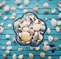 muszle, plaża, odpoczynek, piękne, wakacje, piasek, 