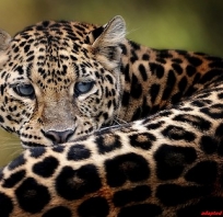 gepard, tygrys, zwierze, natura, cętki 