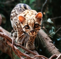 kot, gepard, malutki, młody, natura, oczy, fajny