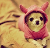 chihuahua, pies, piękny, śmieszny, humor, królik, malutki, fotografia