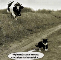 Wyluzuj stara krowo..