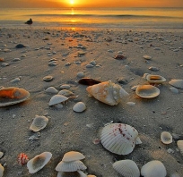 plaża, muszle, fajne, piękne, słońce, plaża, muszelka, lato, wakacje