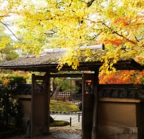 ogród , Japonia, żółty, jesień, drzwi, zaczarowany, fotografia, zdjęcie