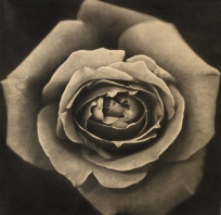 róża, czarno, biała, zdjęcie, fotografia, love, miłość