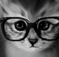 Okulary, kot, czarny i biały, Kitty, fotografia