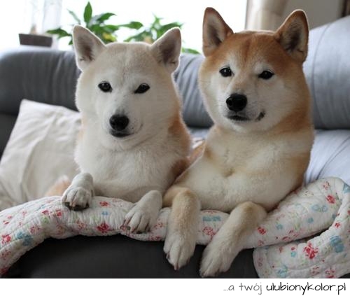 psy, husky, natura, pieski, zwierzęta, piękne
