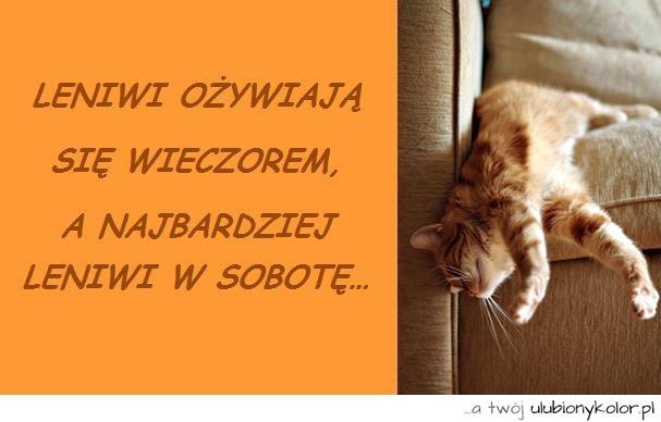 śmieszne, kot, sentencja, sobota, kotek, leniwiec, leń