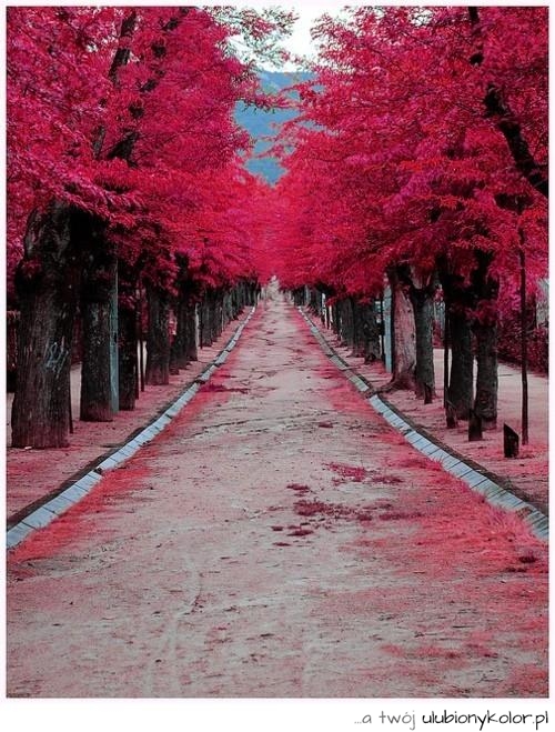 park, liście, róż, kolor, piękne, jesień