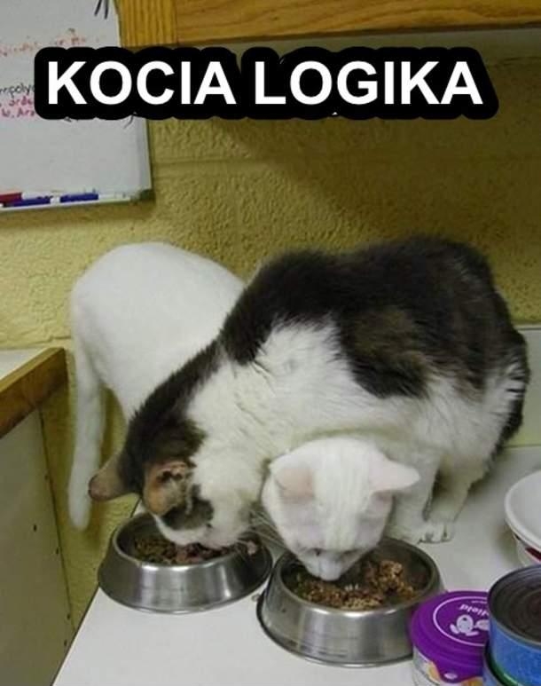 kot, śmieszne, fun, zwierzęta, fajne, jedzenie, karma, futrzaki, ale ciekawe, bebzol, kurde fajne