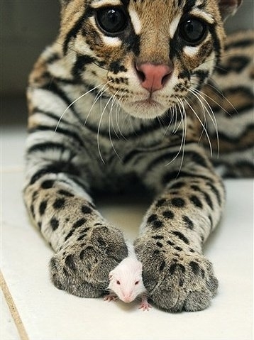 Zwierząt, kotów, Cute, Kot, Mysz, Ocelot 