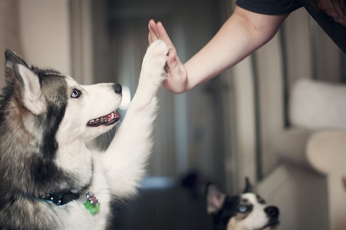 Cute puppy, High five, śliczny, miłość