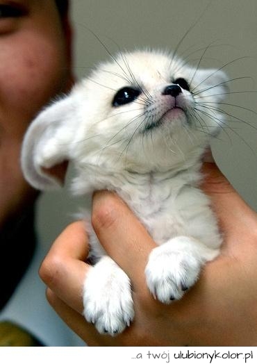 Urocza, zwierząt, dzieci, cute, Fennec Fox, lis