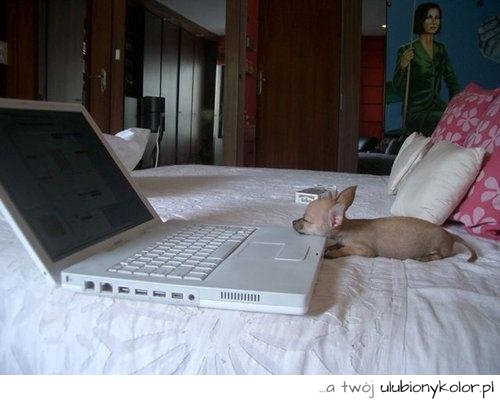 laptop, pies, super, la laptopie, pies i laptop