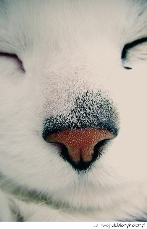 Nosek