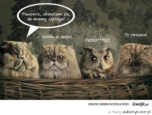 szpieg, koty, śmieszne, fun, kwejkpl