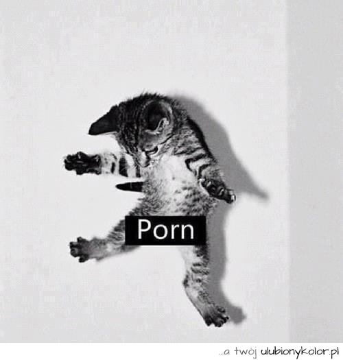 Takie tam kocie porno!