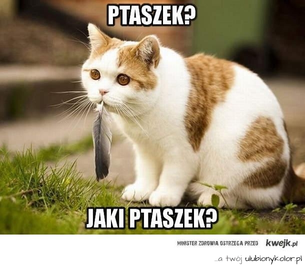 ptaszek, kot, śmieszne