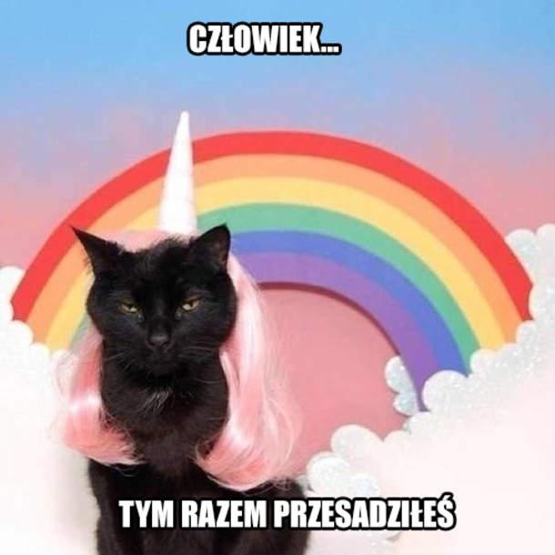 śmieszne, fun, humor, kot