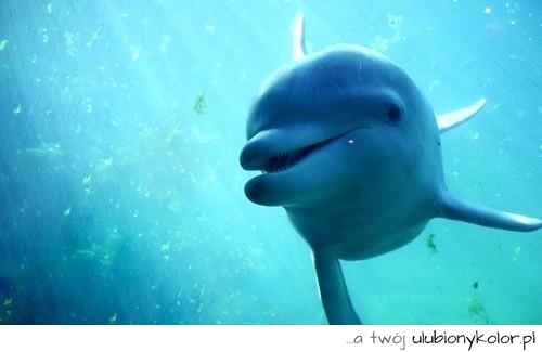 woda,delfin, piękny, nurkowanie