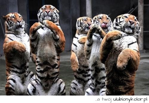 Dancing tigers :)