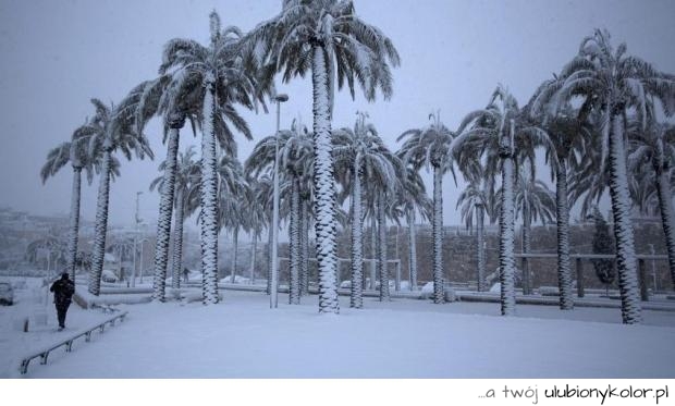 śnieg, palmy, zdjęcie, fotografia
