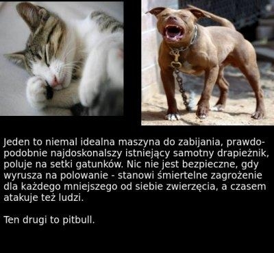 śmieszne, humor, pomidor, pizza, zwierzęta