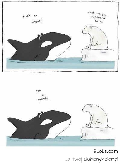 panda, zwierze, śmieszne, fun