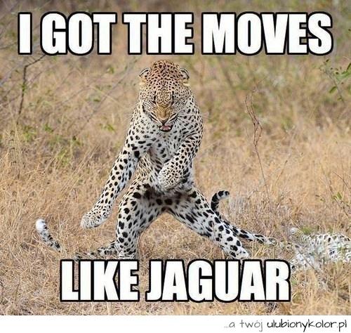 zwierze, śmieszne, jaguar, humor