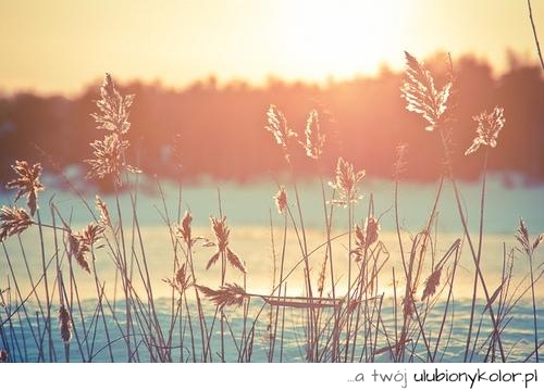 fotografia, zdjęcie, słoneczne, pole, kłosy, trawy, zima, zimowy, pejzaż