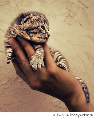 cat, kot, kotek, mały, zwierze, piękny