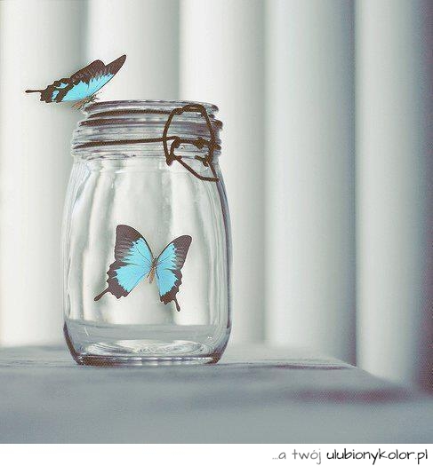 motyl, słoik, zdjęcie, fotografia