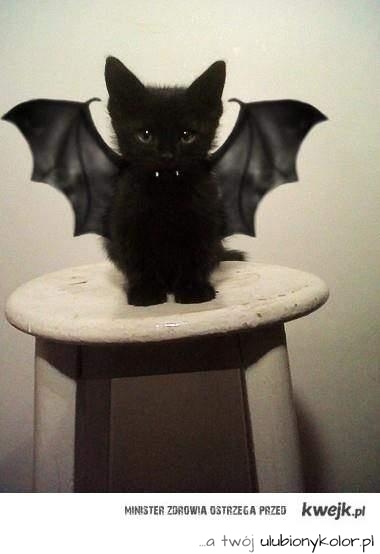 Halloween cat - KWEJK.pl