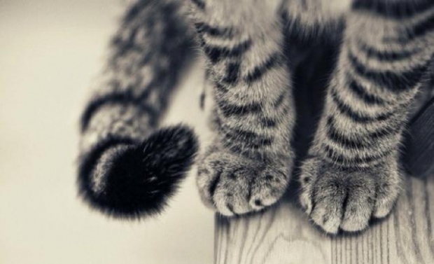 Miłość, Życie, Cytat, fotografia, kot, kotek 