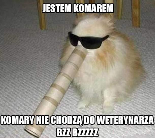 komar, śmieszne, fun