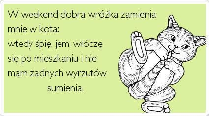 kot, humor, weekend