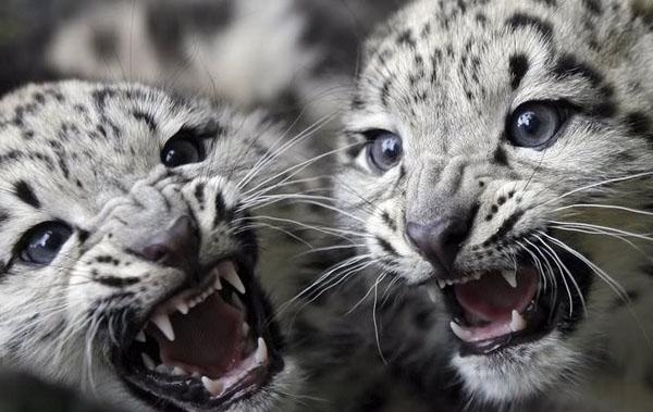 Śliczne, Snow leopard, Zwierzęta, Piękna