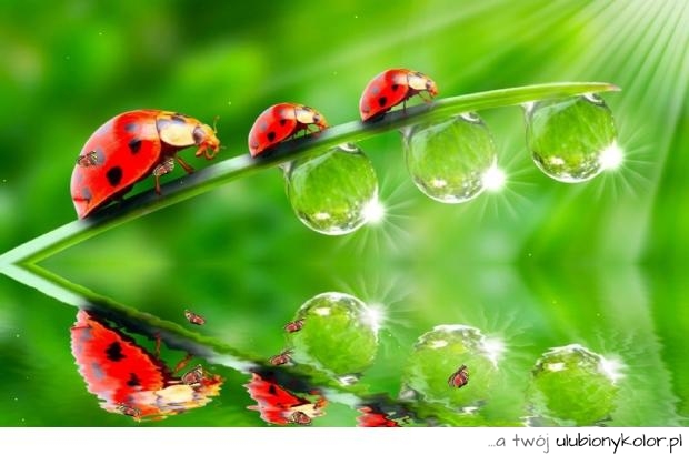 robaki, biedronka, zdjęcie, piękne, natura, biedroneczki, woda, światło, przyroda, fotografia