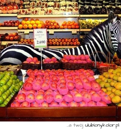 zebra, sklep, zwierze, kolory, fotografia, piękne