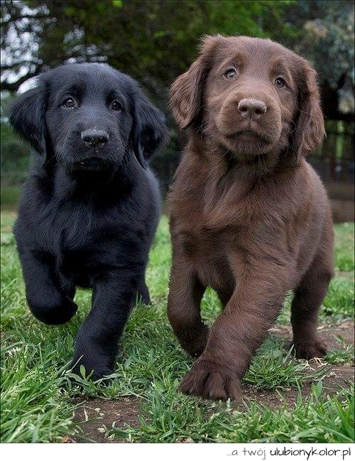 psy, psiaki, piękne, labrador, zwierzaki, zdjęcie