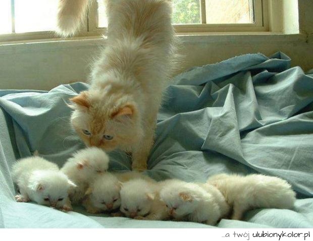 Super!