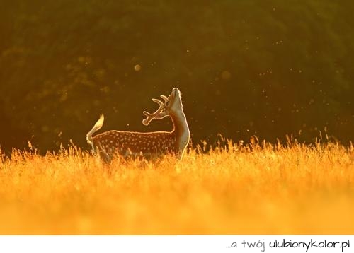 sarna, natura, zboże, las, piękna, centki