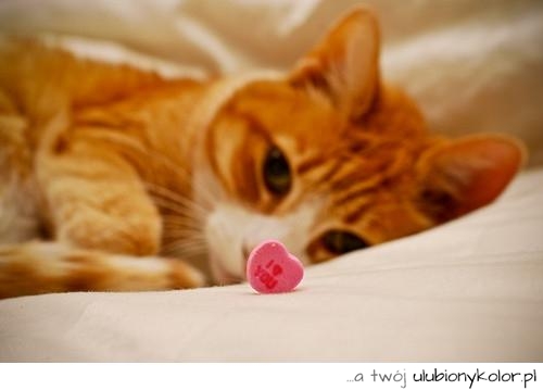 kot, słodki, kocham cię, love, miłość, tabletka, rudy kot, zdjęcie, fotografia