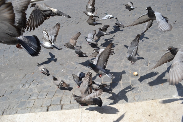 ptaki, gołębie, świetne ujęcie, nalepiej, fly 