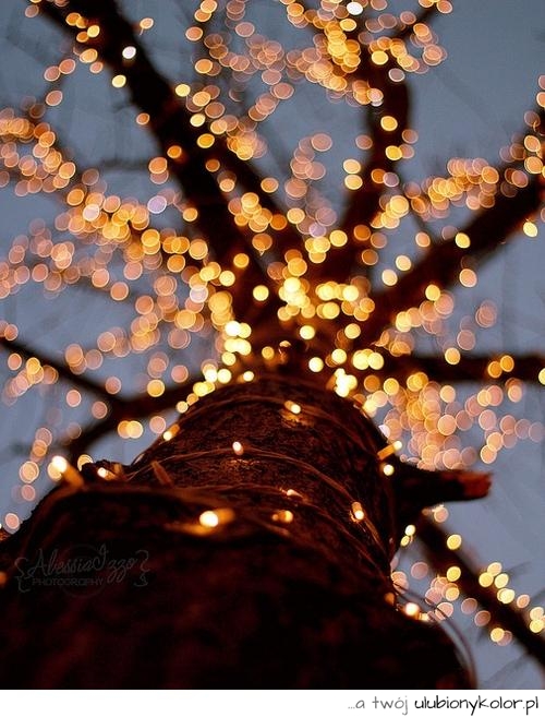 christmas, święta, lampki, ozdoby, ubranie, drzewko, świątecznie