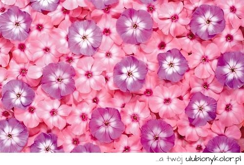kwiatki, kwiaty, natura, piękne, kolorowe, kolor, zdjęcie, fotografia, sexy, super