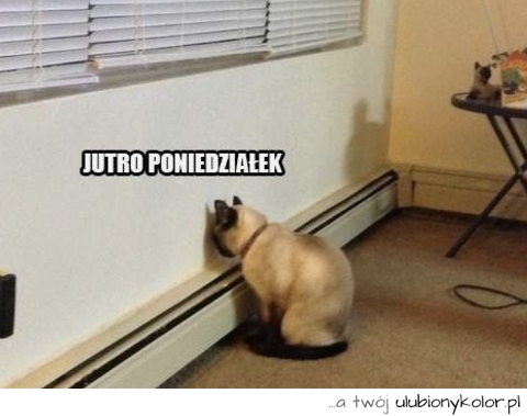 śmieszne, poniedziałek, fun, humor, śmieszne zdjęcie