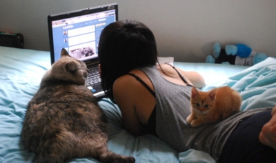 Animais fofix, Cat, Włosy, Zdjęcie, Zdjęcie 