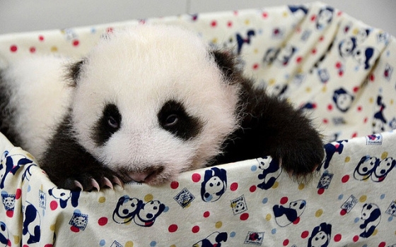 panda, zwierze, afryka, misiek