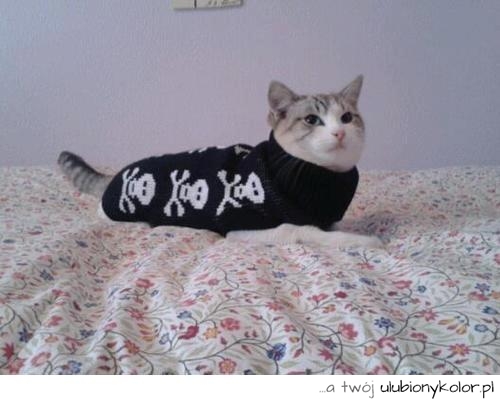 kot, emo, punk, czaszki, w skarpecie, w butach, kicia, fajne